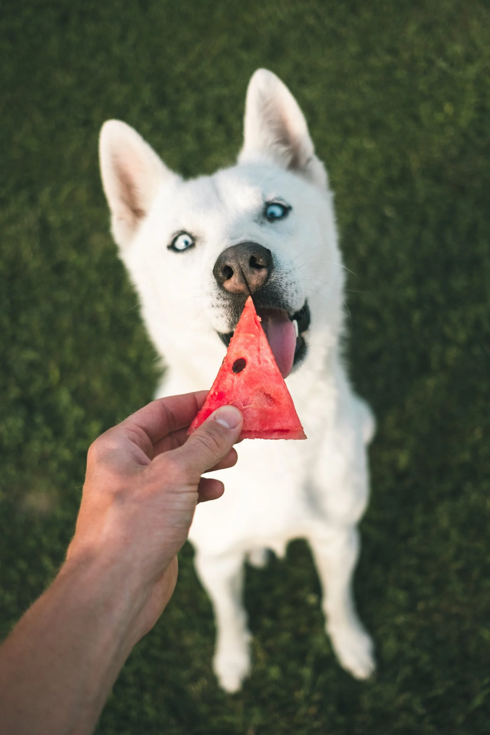 Frozen Treats for Hot Dogs
