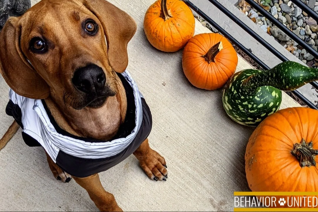 Front Door Fright Night 2021