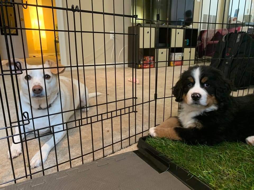 PuppyinCrate.jpg