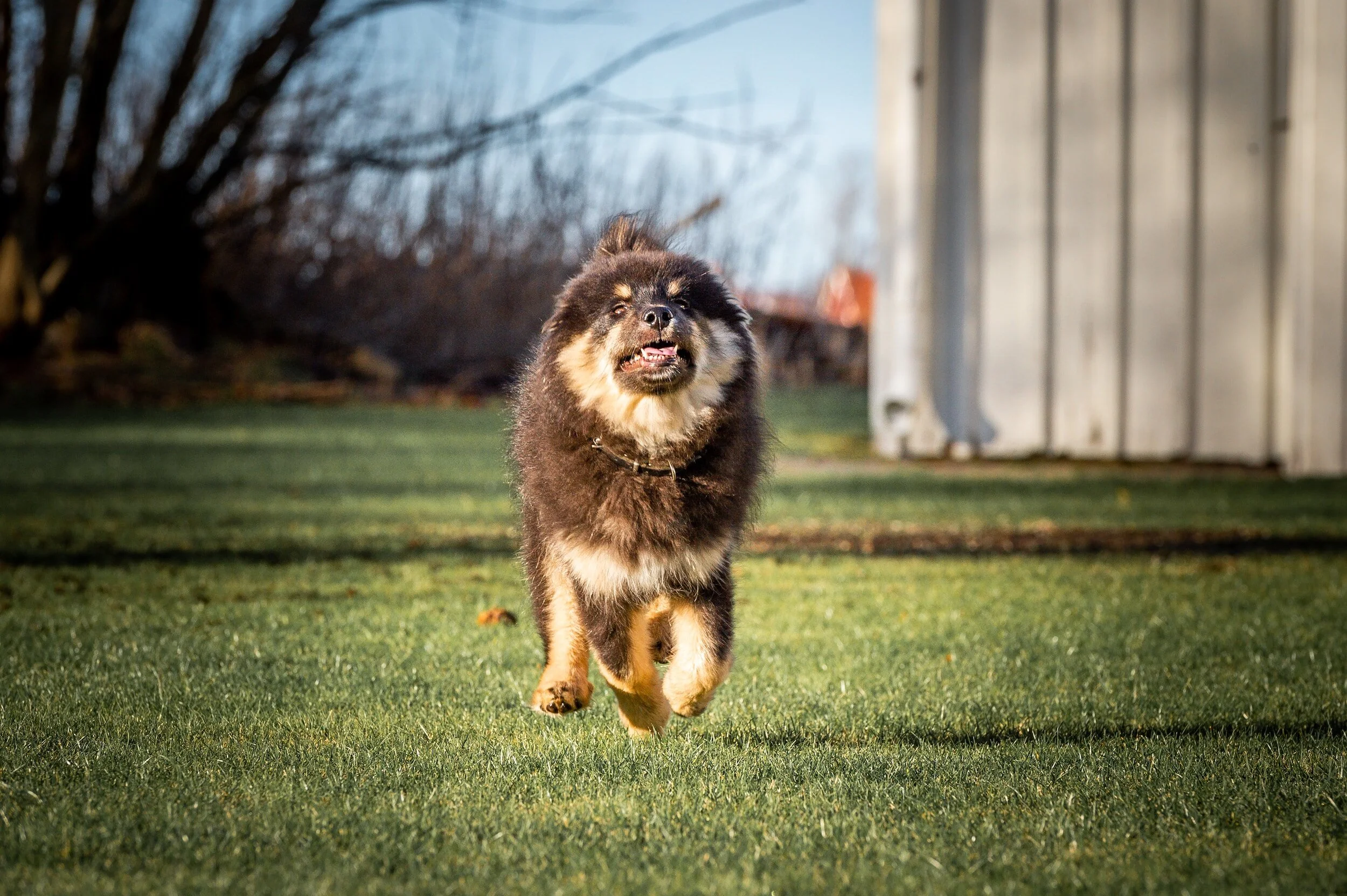 Big Zoomie Energy Help