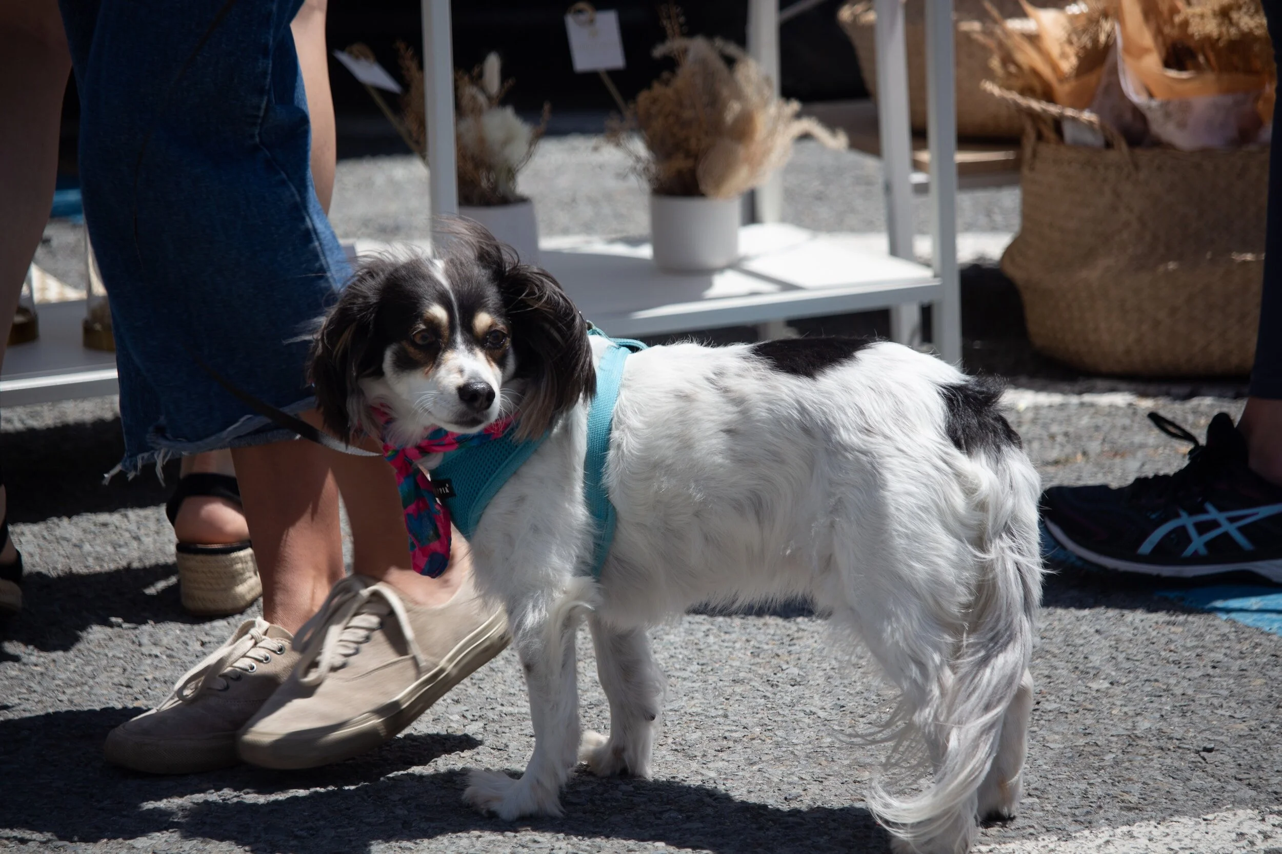 Don't Keep Up with the Jones' Dog Training