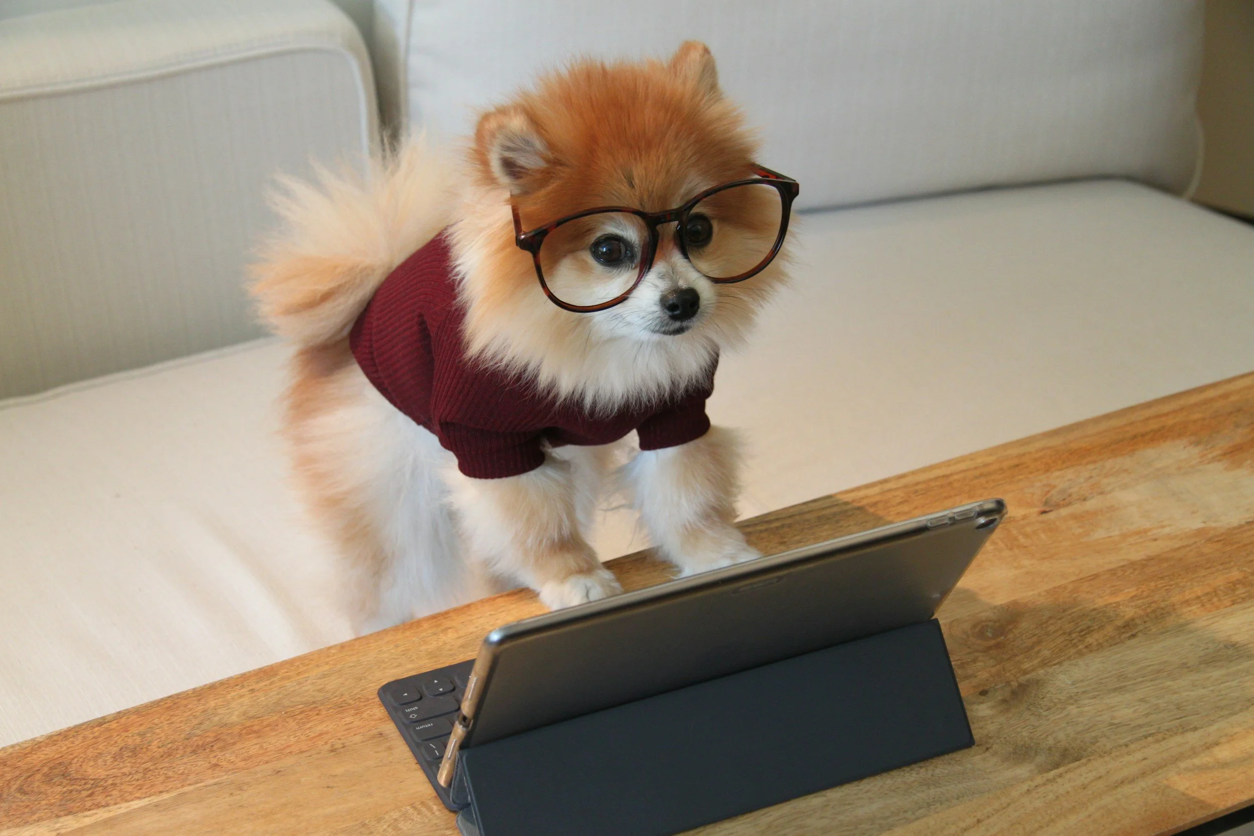 Are You Thinking About Dog Training All Wrong?