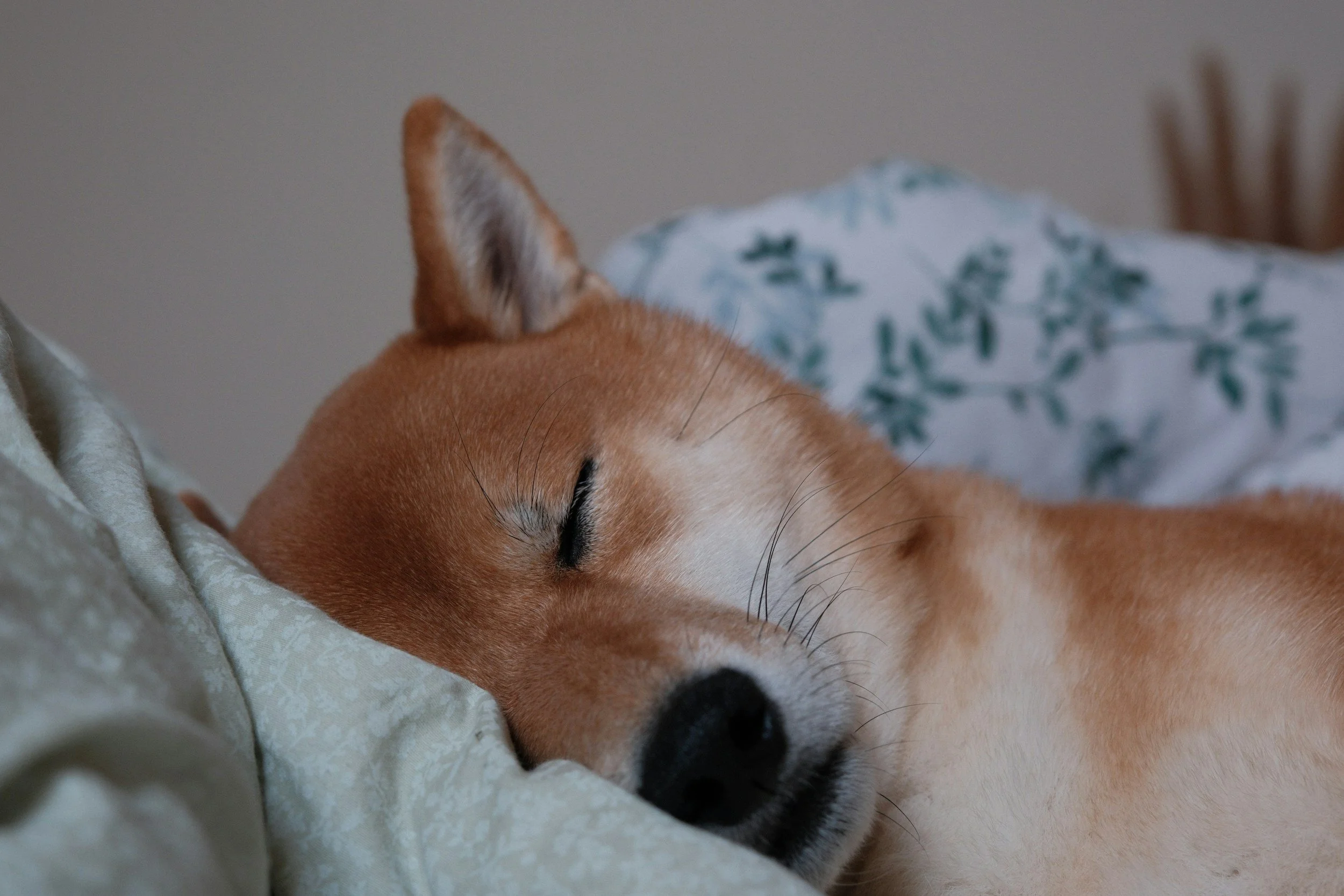 Is Your Dog having a Wellness Crisis?