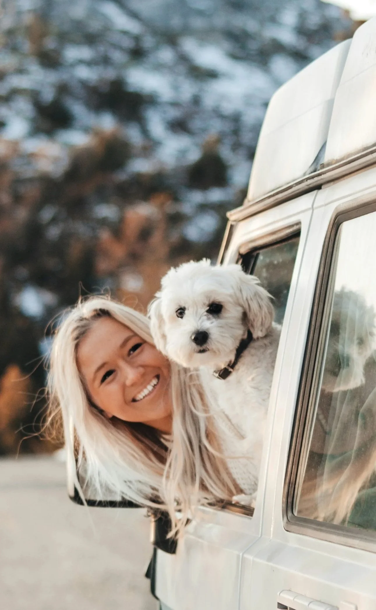 Travel Tips for Dogs and Cats