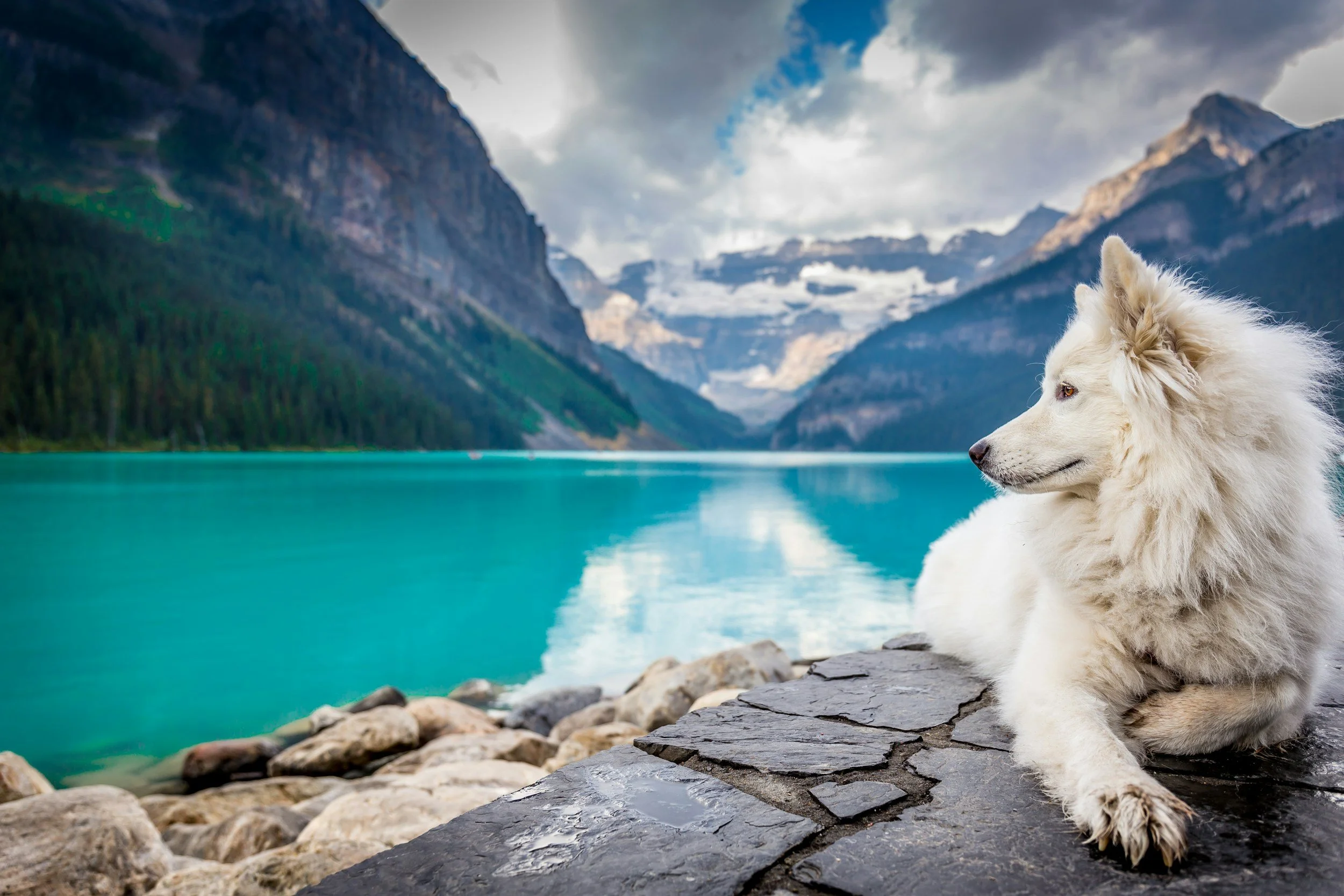 What's Influencing Your Dog's Behavior?