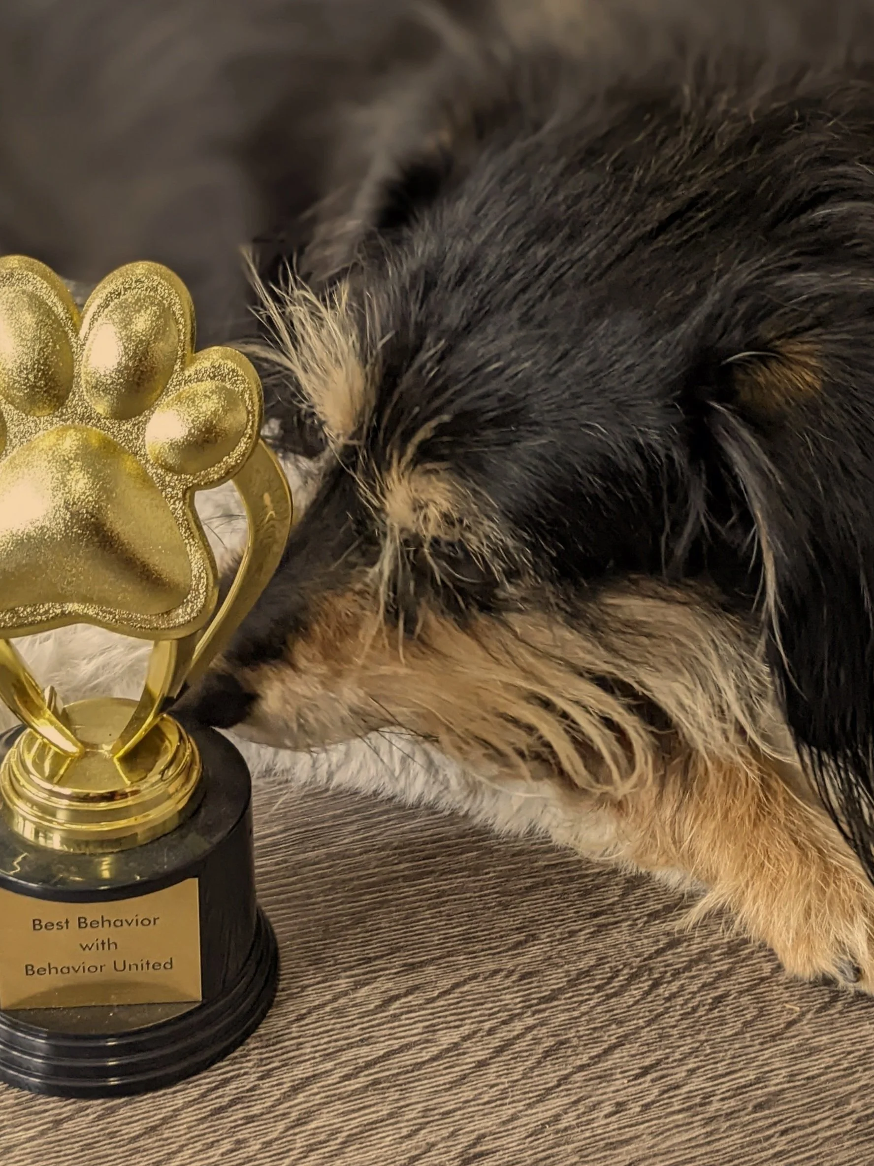 Indoor Olympic Obstacle Course for Your Dog