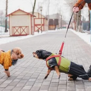 Black and tan dog on leash pulling and snarling towards red poodle also on leash.