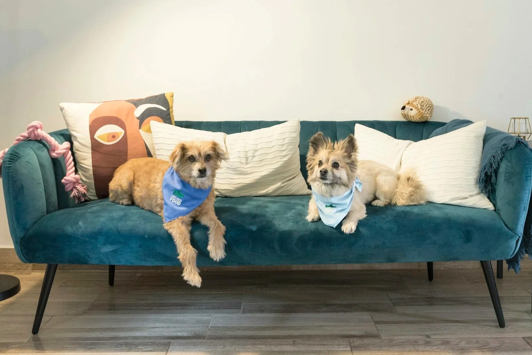 Last Min Plan for Hosting with Dogs