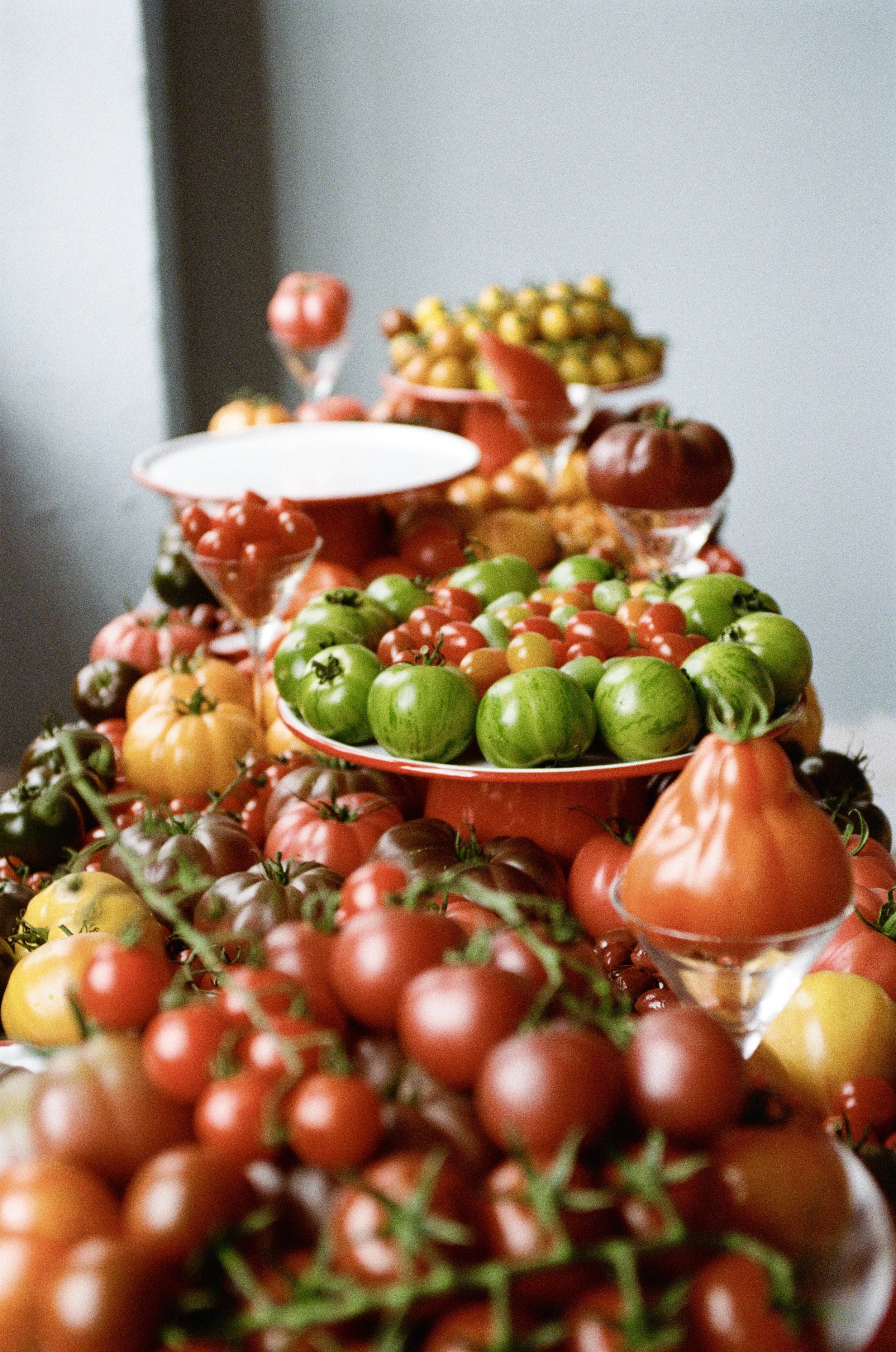 MEDITERRANEA BOOK LAUNCH