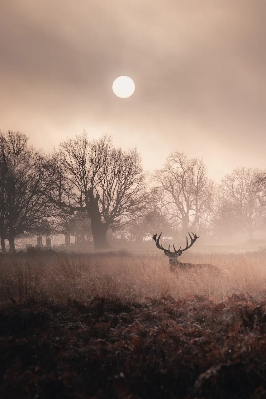 Richmond Park - Wilderness In The Heart Of London