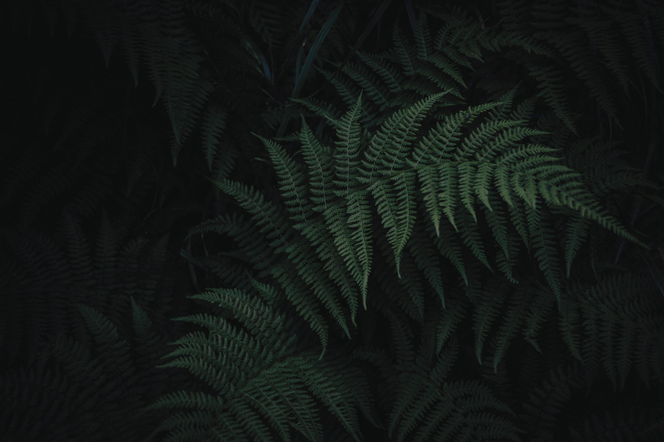 GD_cover_0.gif