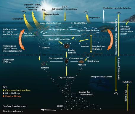 Biological Carbon Pump