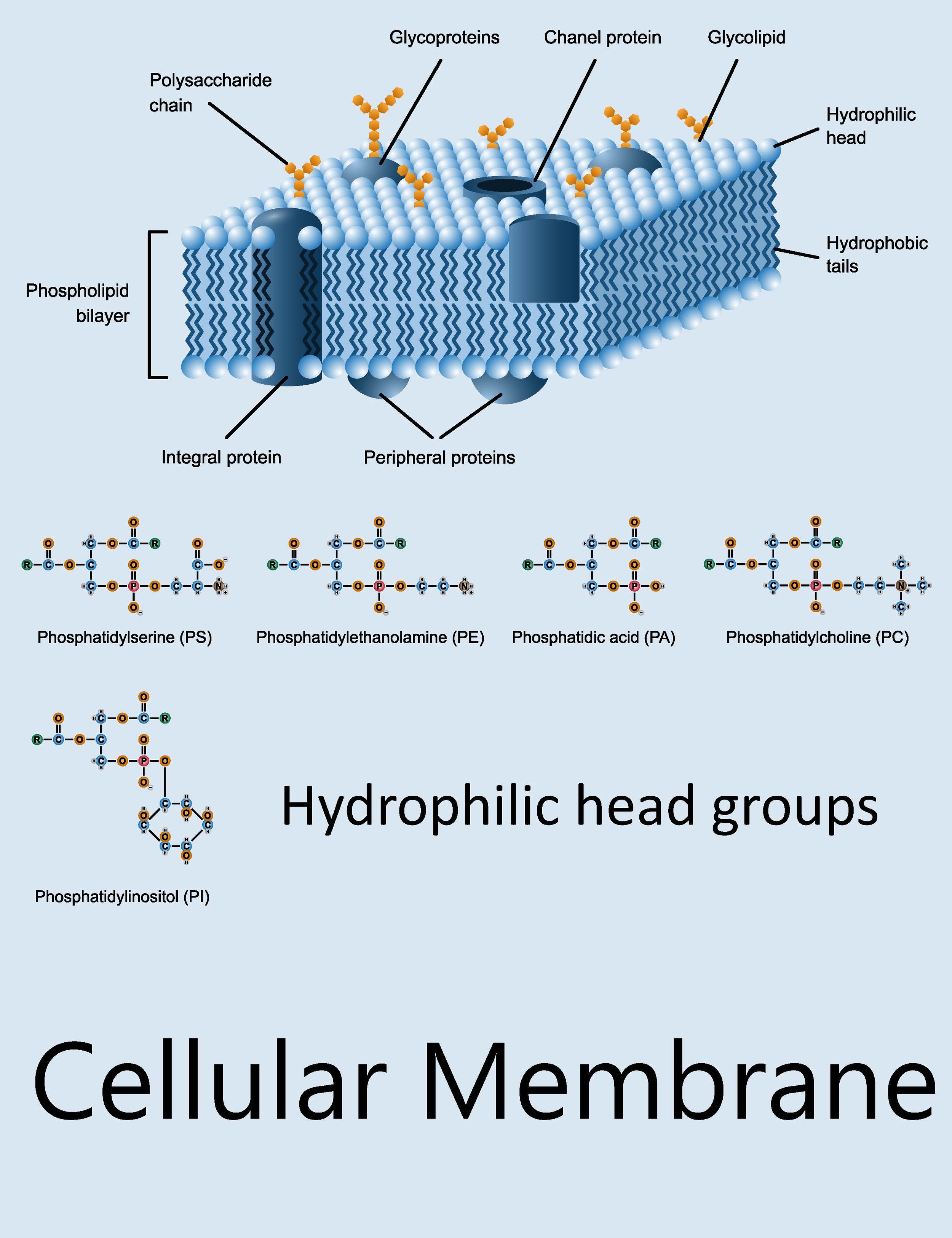 Example of a Cell Membrane