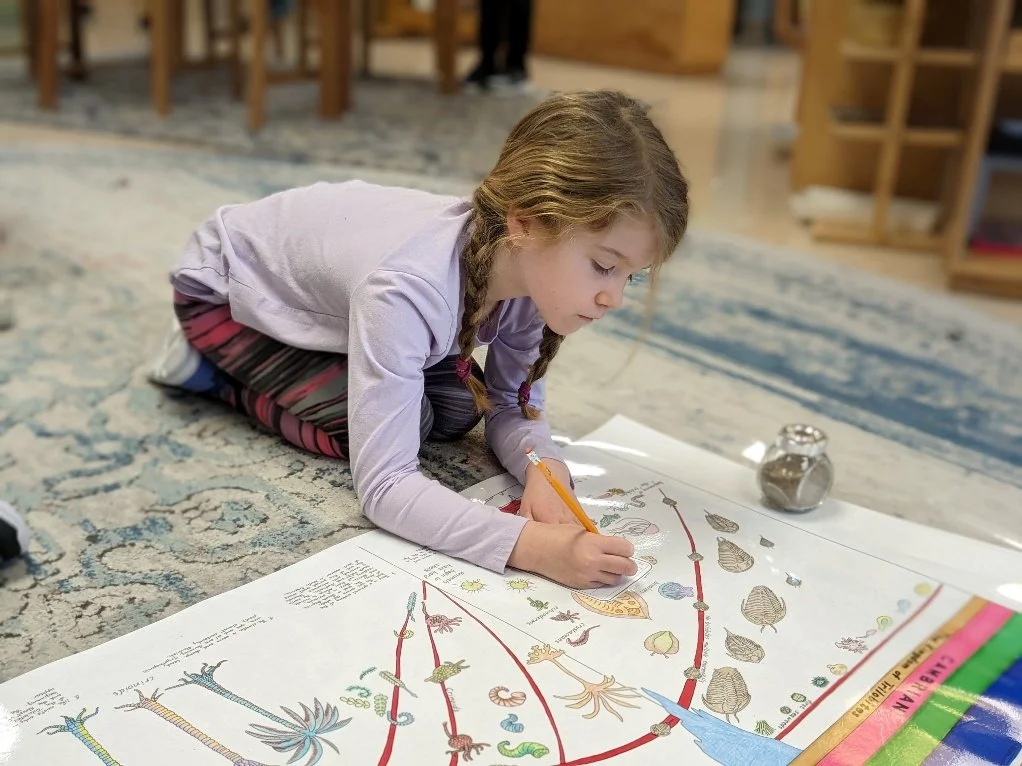 The Timeline of Life: A Quintessential Montessori Material