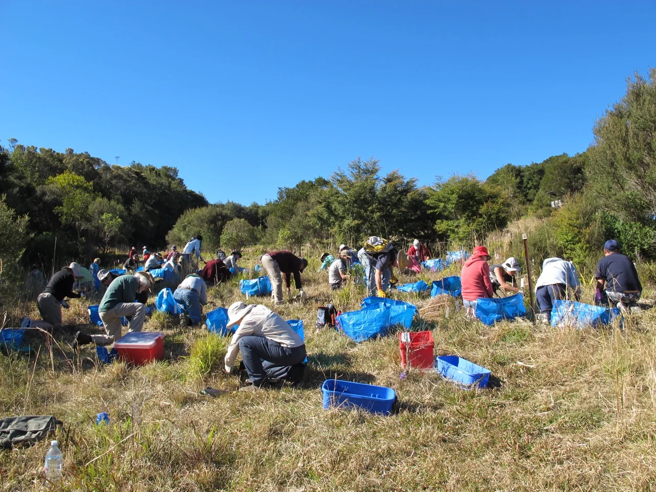ARCS volunteers working to remove weeds that prevent natural regeneration of rainforest on the Springbrook Plateau in SE Queensland