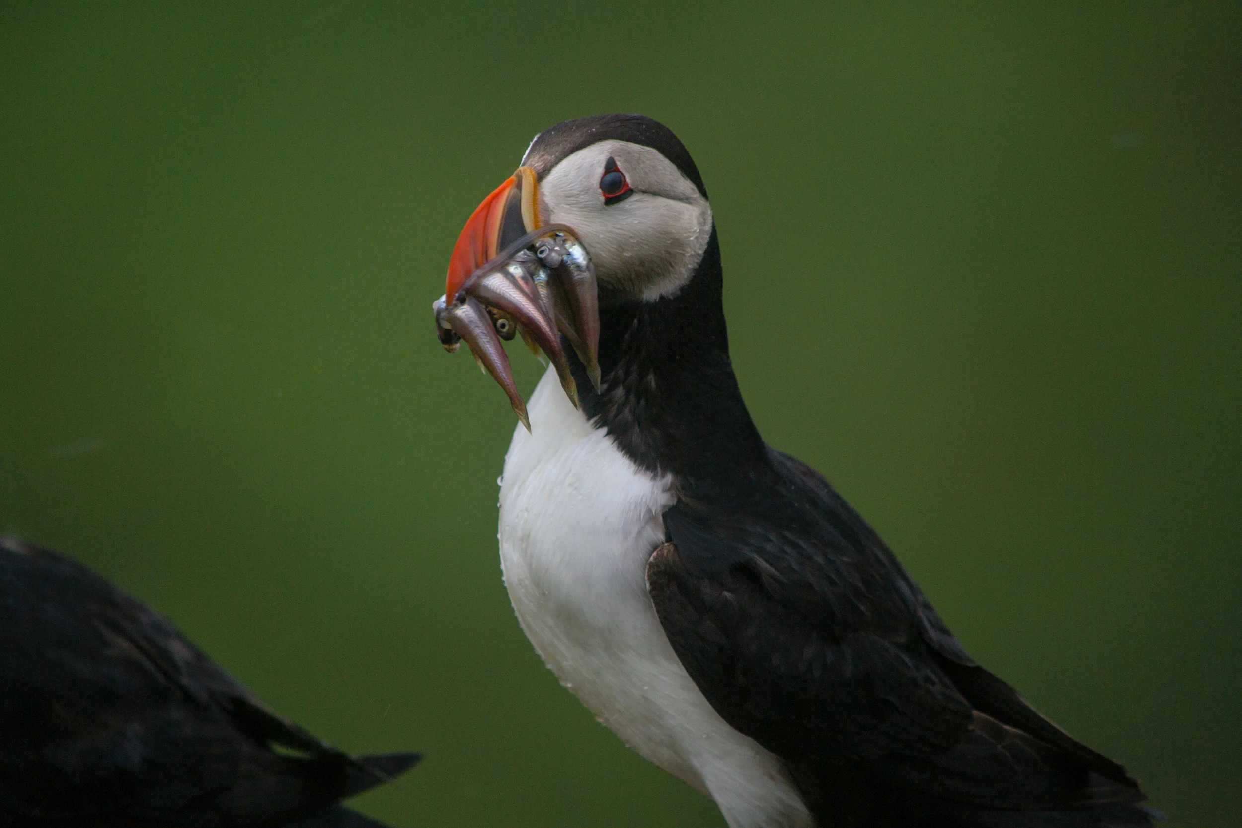 Puffin with sandeels