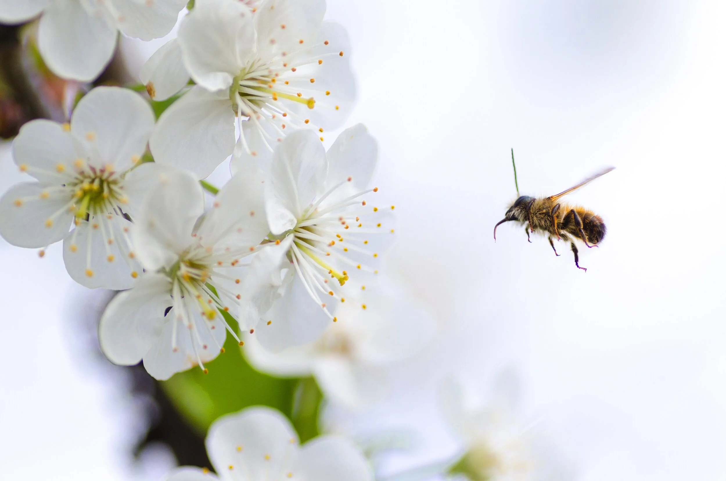 Pollinators are vital to our food security.Photo by Lukas from Pexels