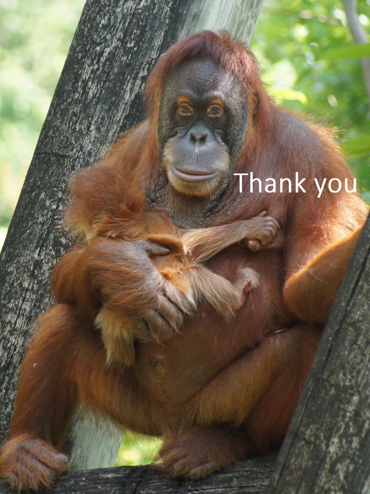 orangutan+justin-bland-nAzqRaWJdhY-unsplash.jpg