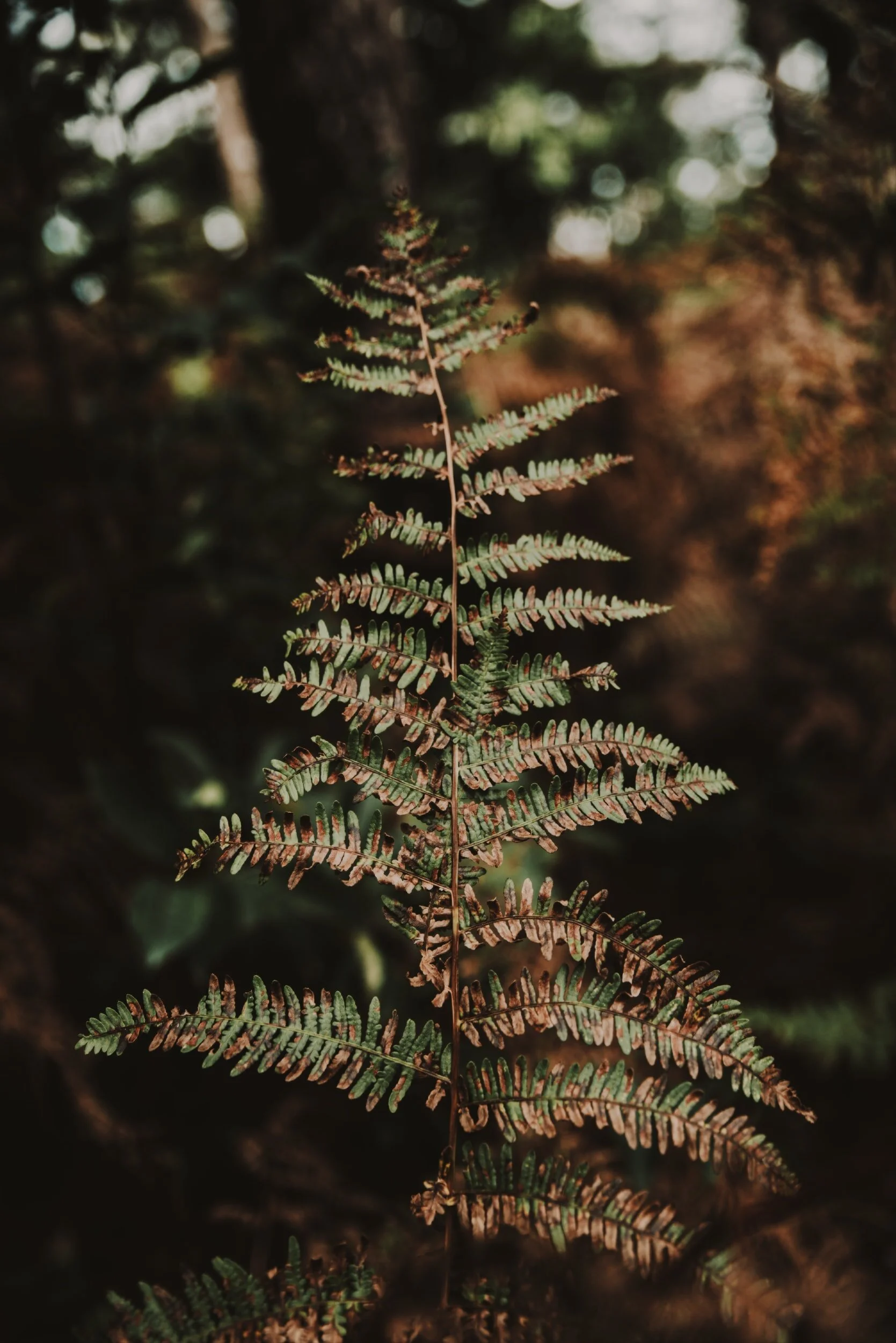 Tree’s a crowd!