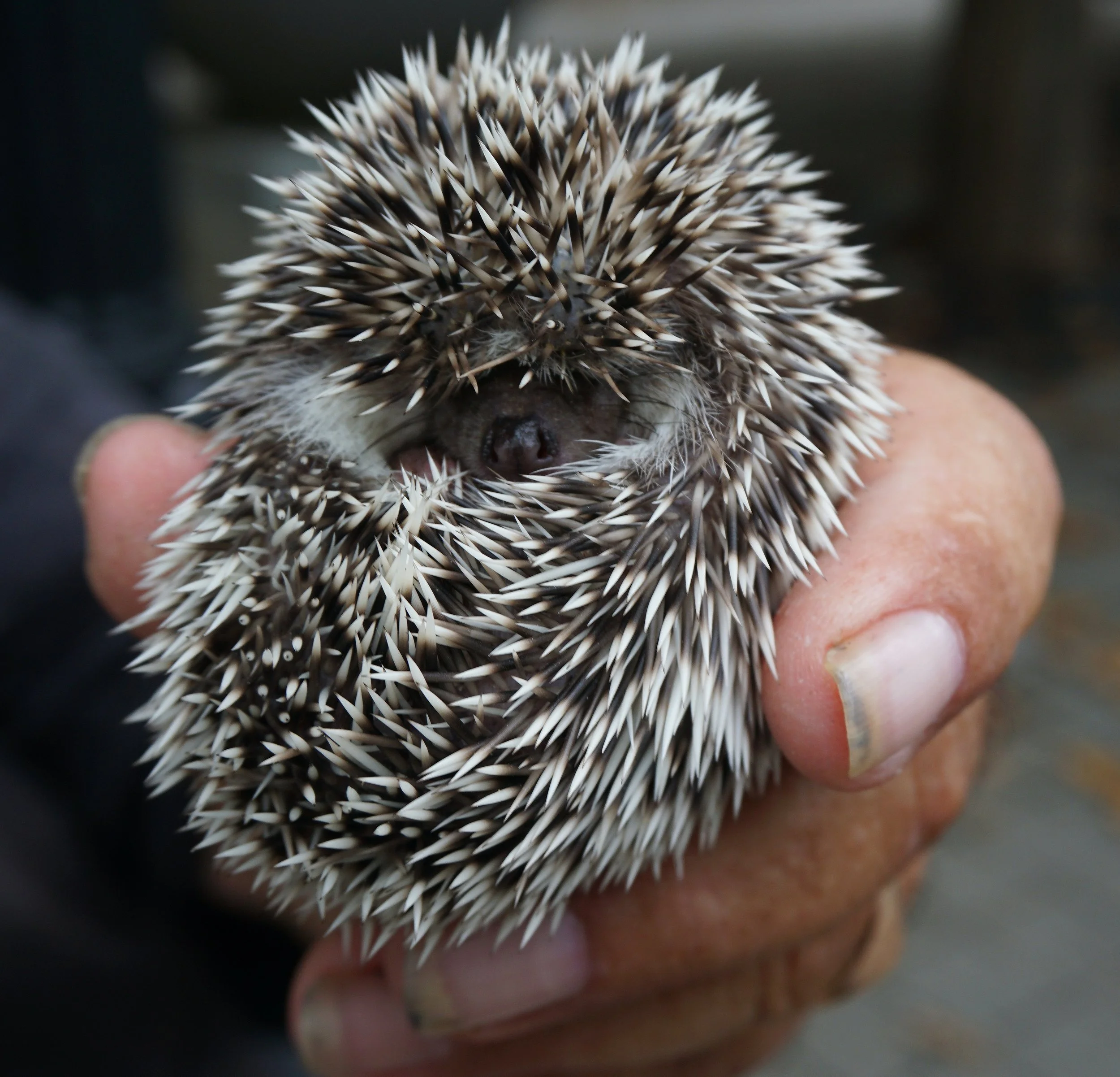 hedgehog.jpg