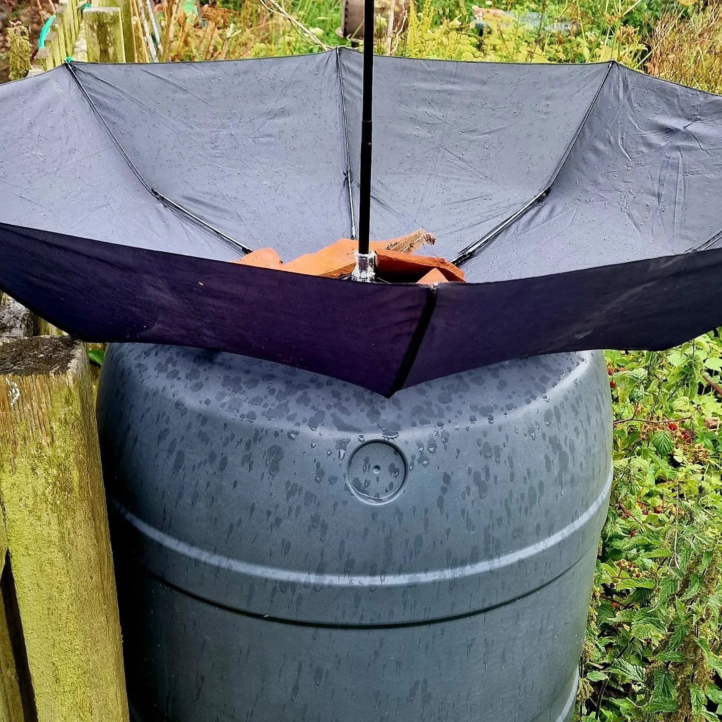 This waterbutt had no feed to catch all this precious water. Whilst this old umbrella only creates a small area, it's better than nothing! What else could we do we broken umbrellas? 

#usesforabrokenumbrella #Reuse #rethink #dolilthings #rainwatercap