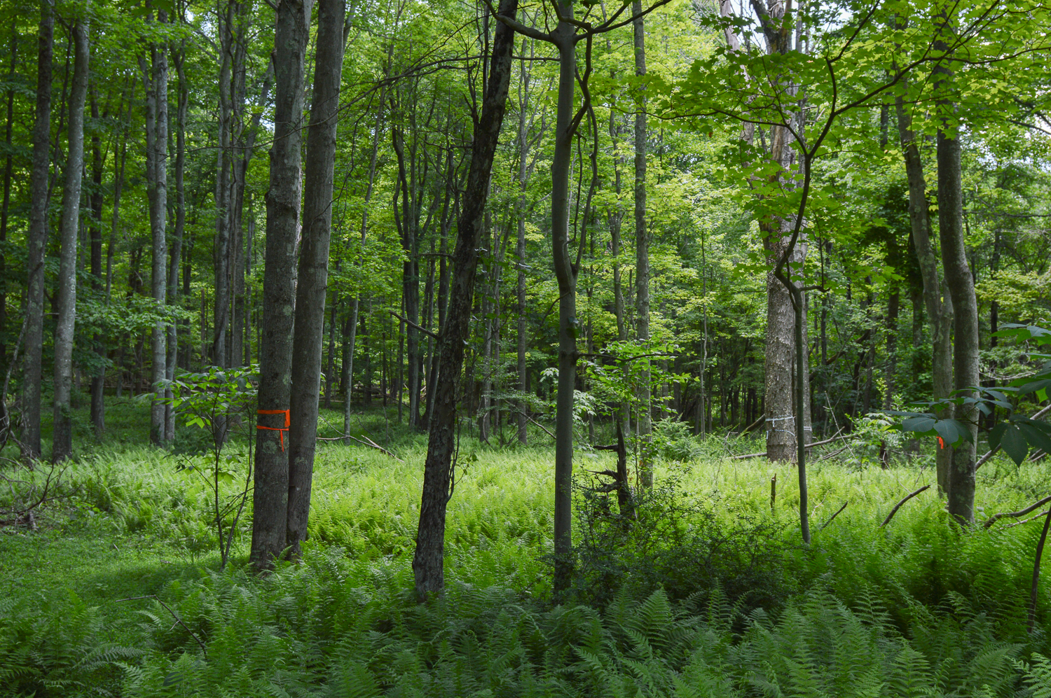 NOW ACCEPTING APPLICATIONS FOR LONG-TERM STEWARDSHIP OF LAND USE COVENANTS AND CONSERVATION EASEMENTS
