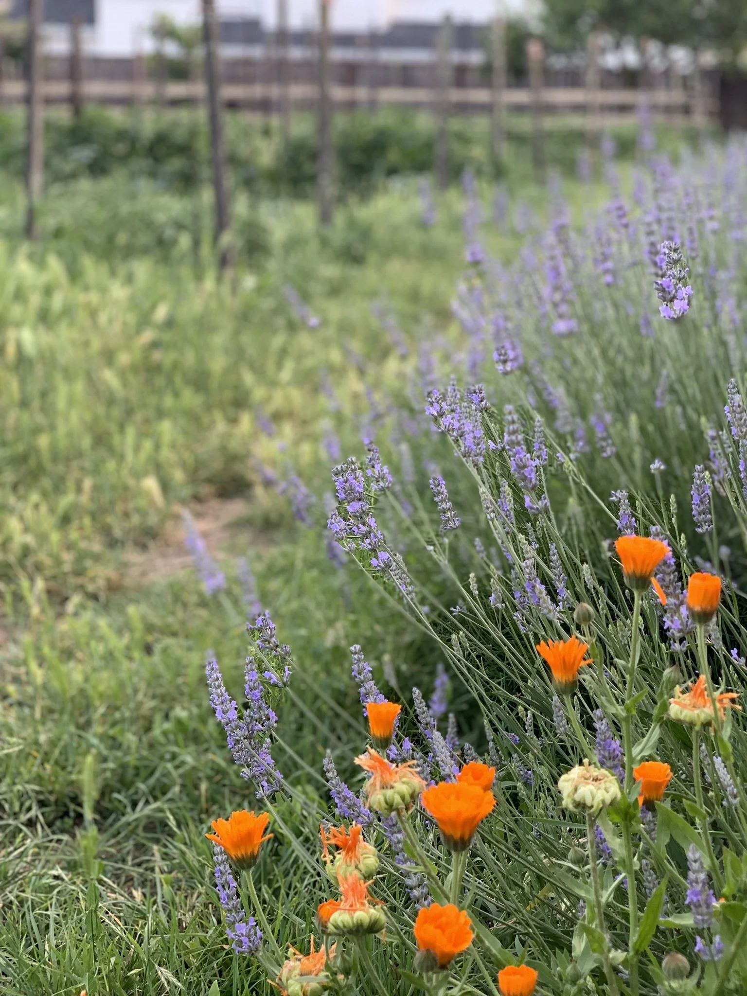 Lavender and calendula at Draper Farms in San Anselmo. Photo: @gutofintegrity