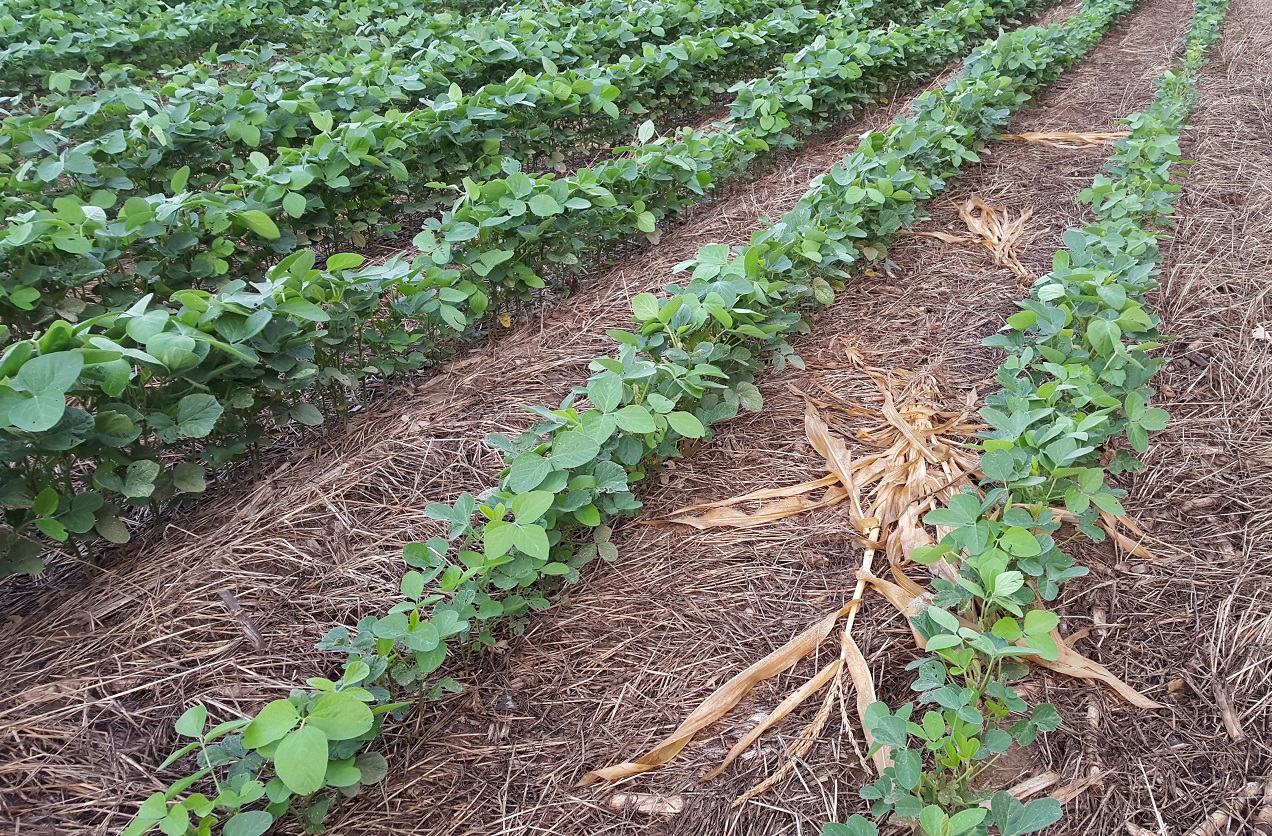 mike-miller-beans-in-cover-crop-residue-2015.jpg