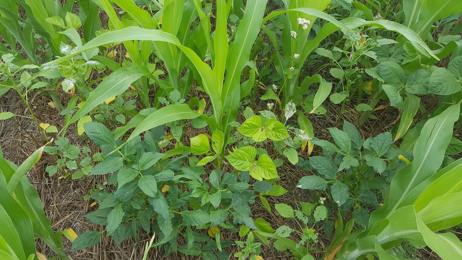 french-cover-crop.jpg