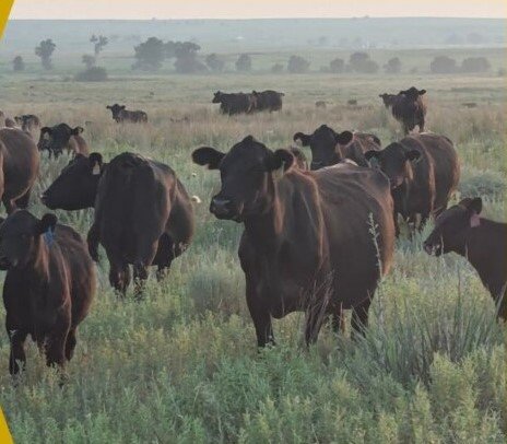 Kansas Soil Health Alliance Grazing Bus Tour