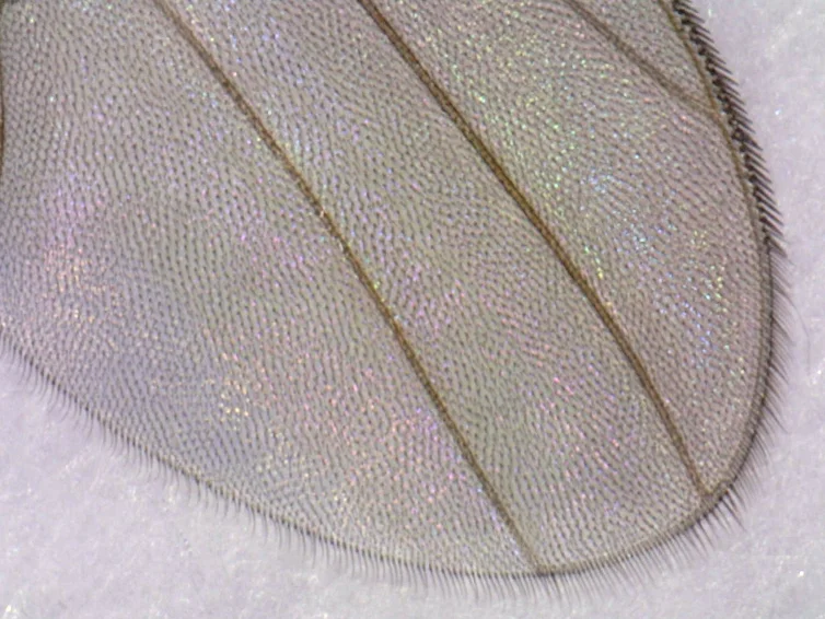 Drosophila wing.jpg