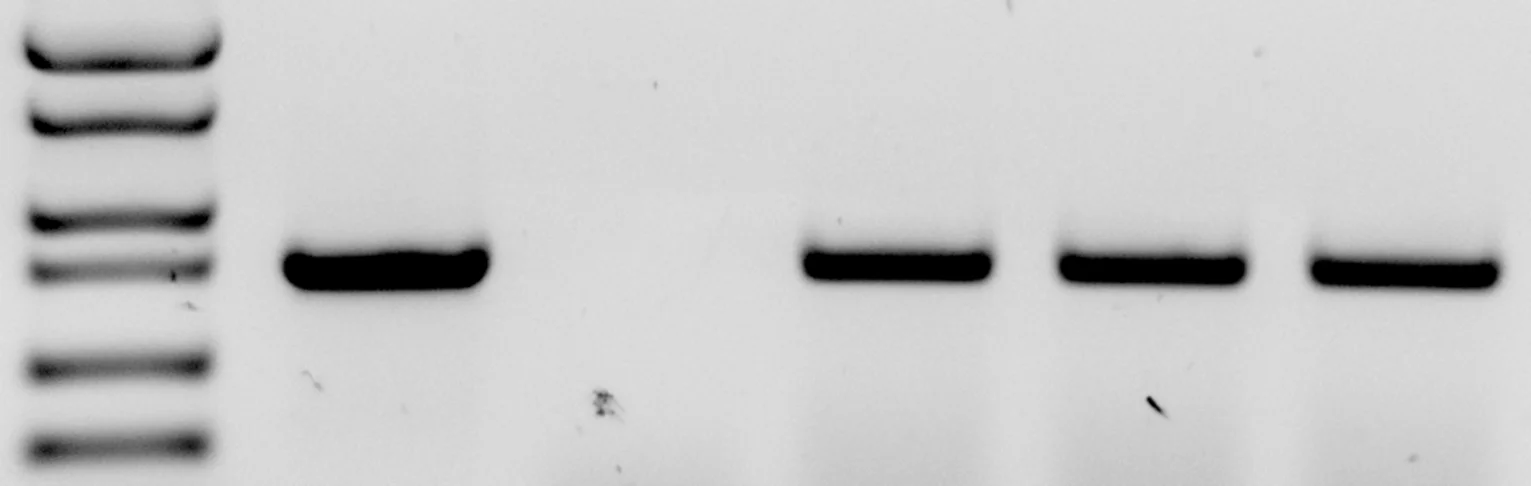 P-element.jpg