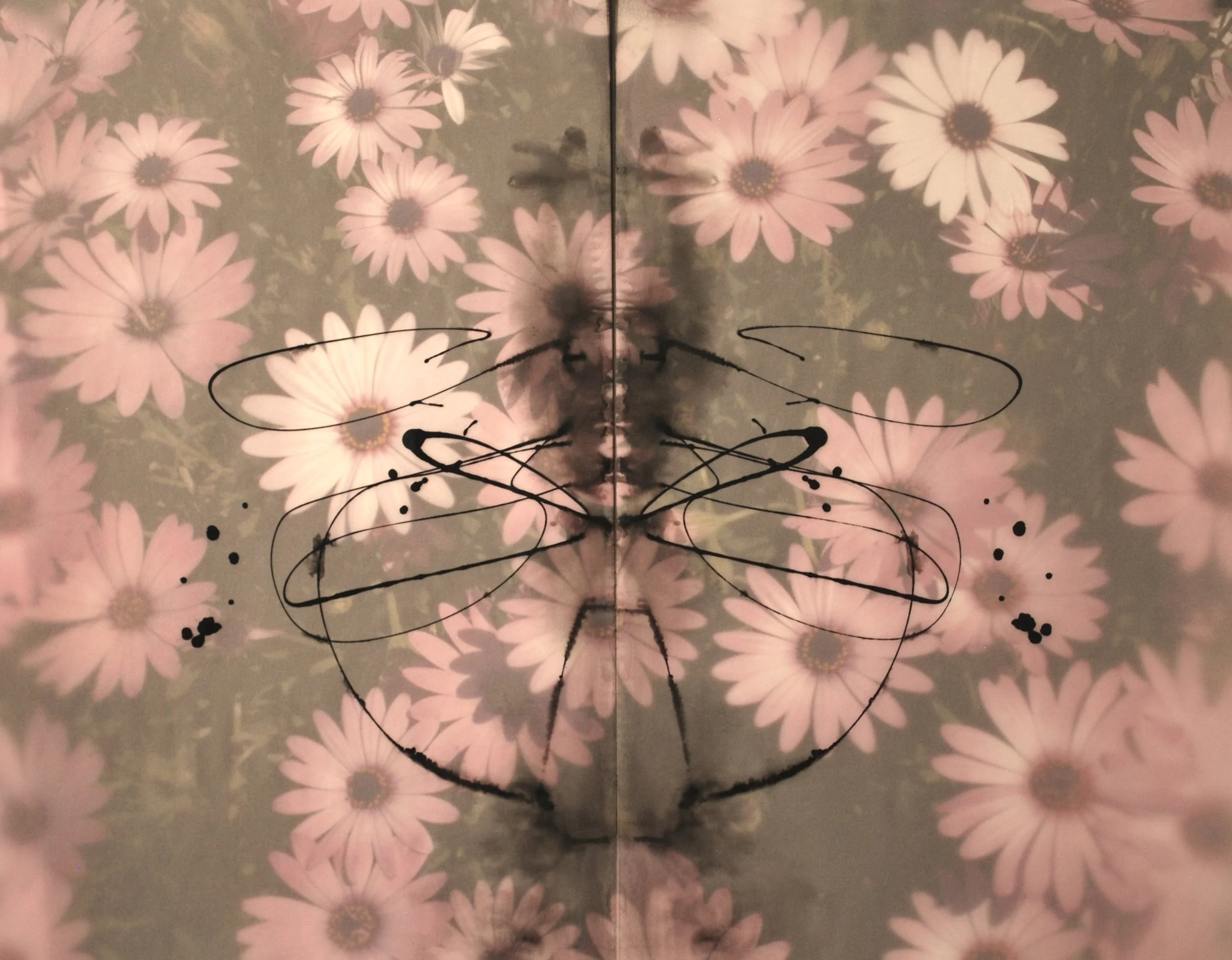 Daisy Fog, 2017