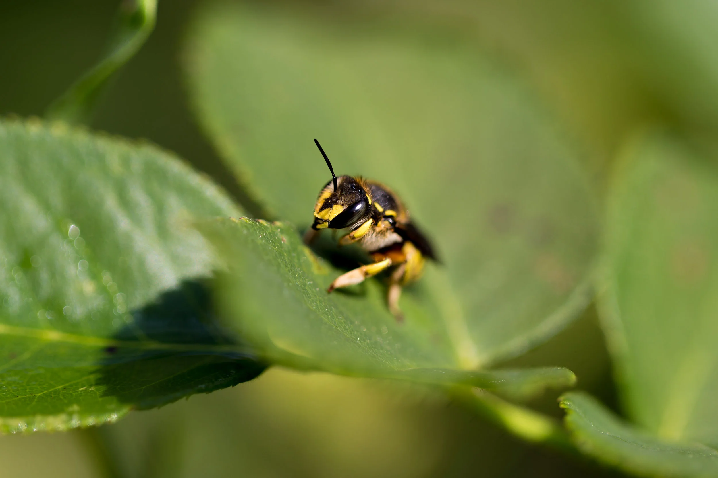 Buzzing Bee.jpg