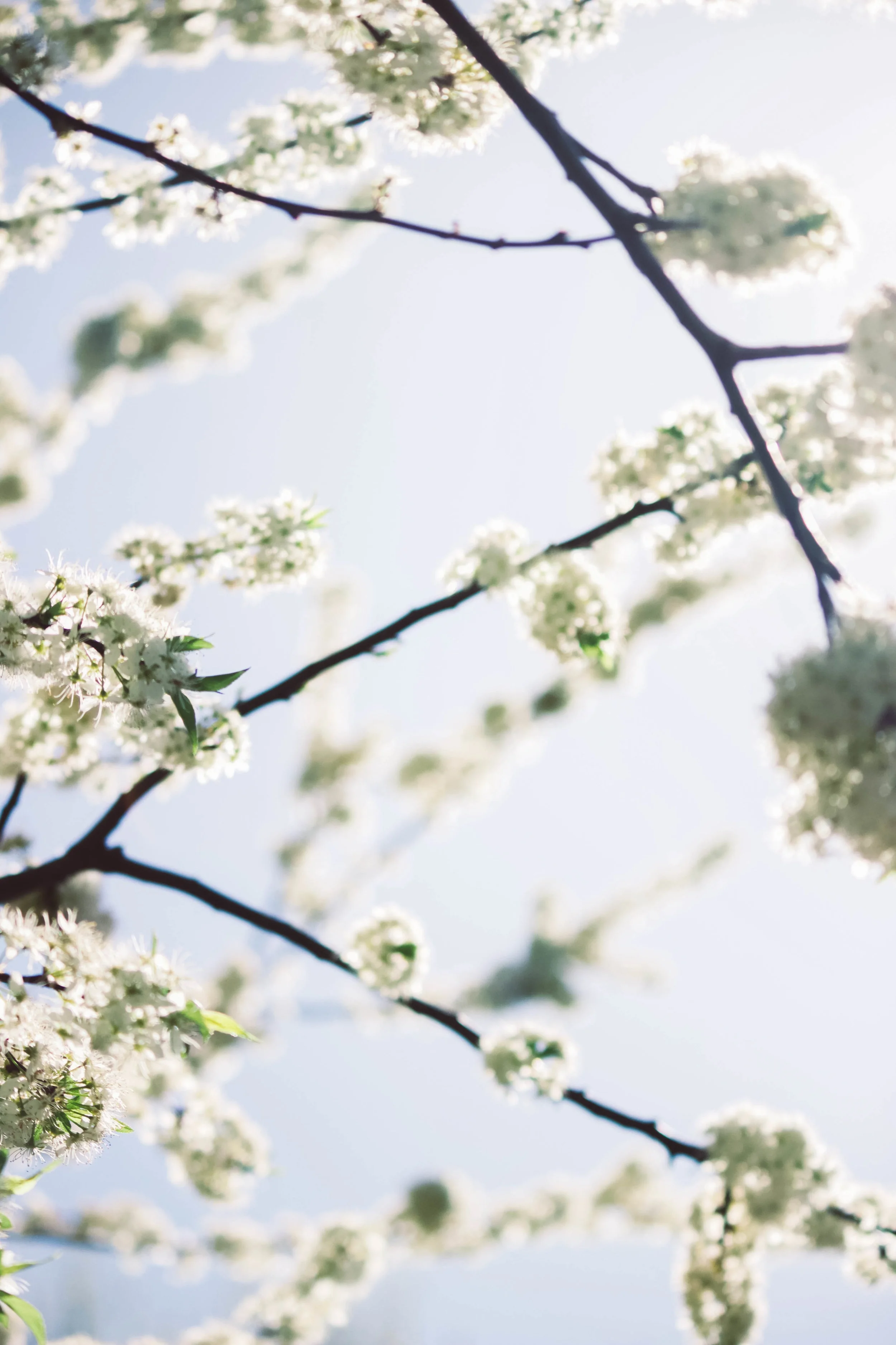 Introducing the Cornerstone Eye Care Blog!