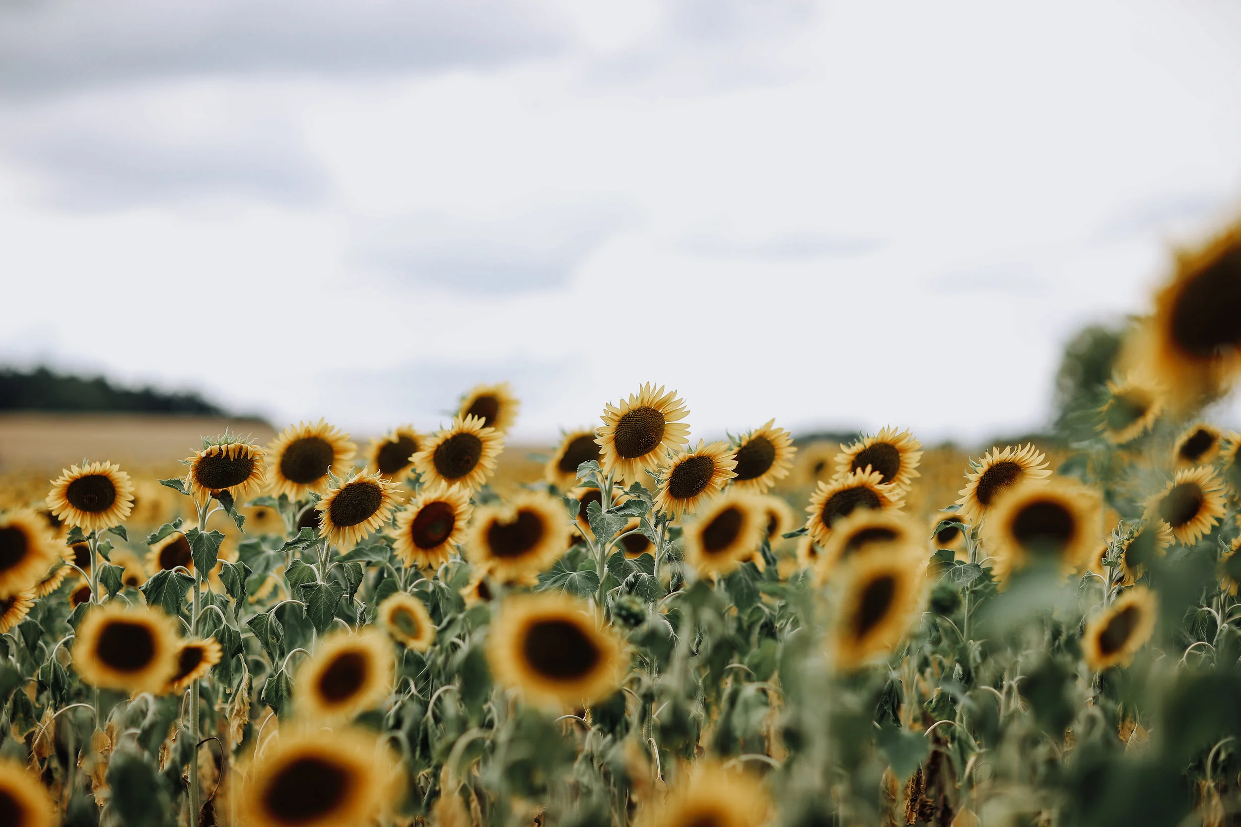 Cornerstone Updates: Summer Days, Drifting Away