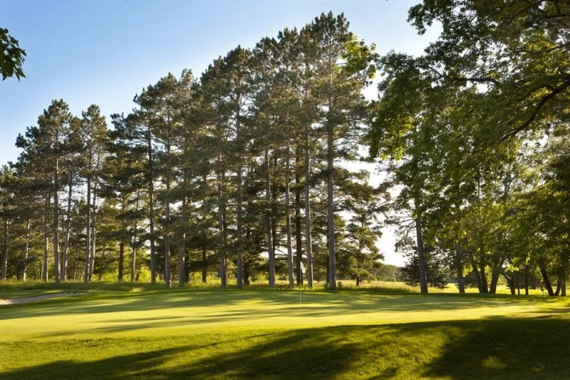 whitebirch2.jpg