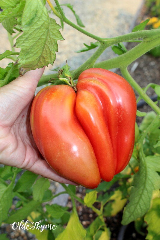 Tanja's Top Twelve Tomatoes of 2019 — Olde Thyme Food Garden