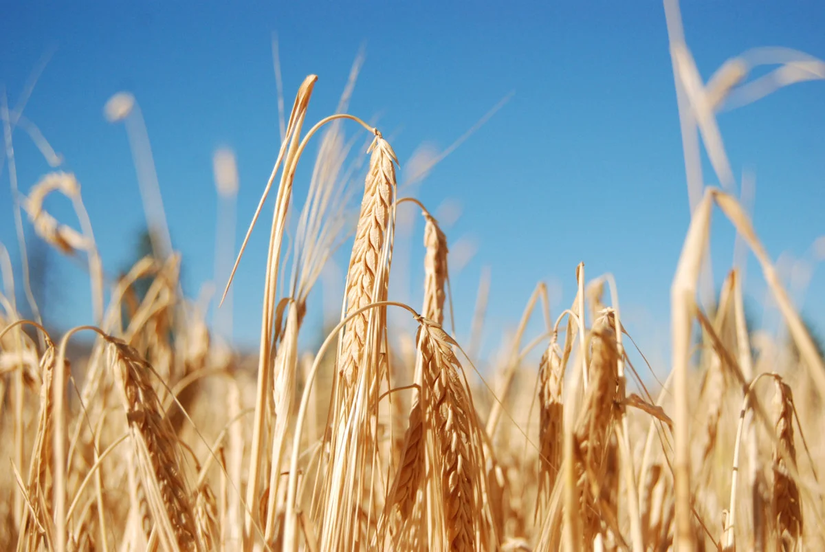 Harvest Thanksgiving at First