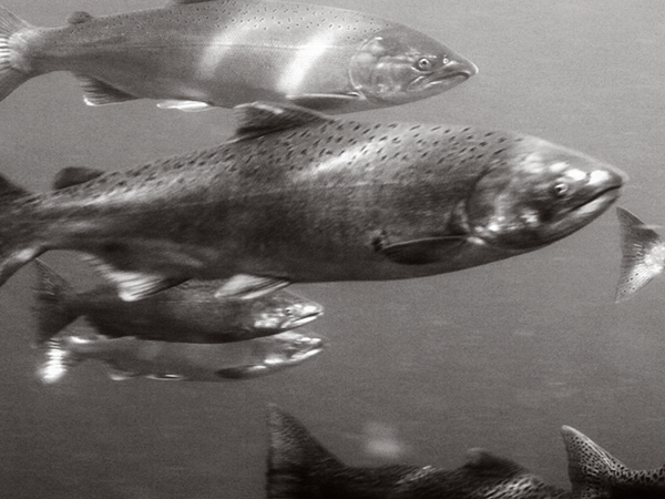 fish_chinook.png