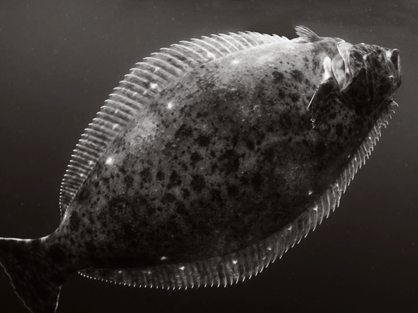 fish_halibut.png