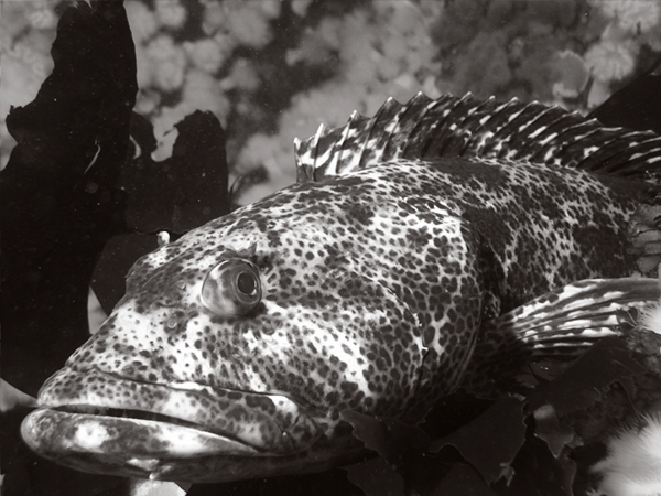 fish_ling.png