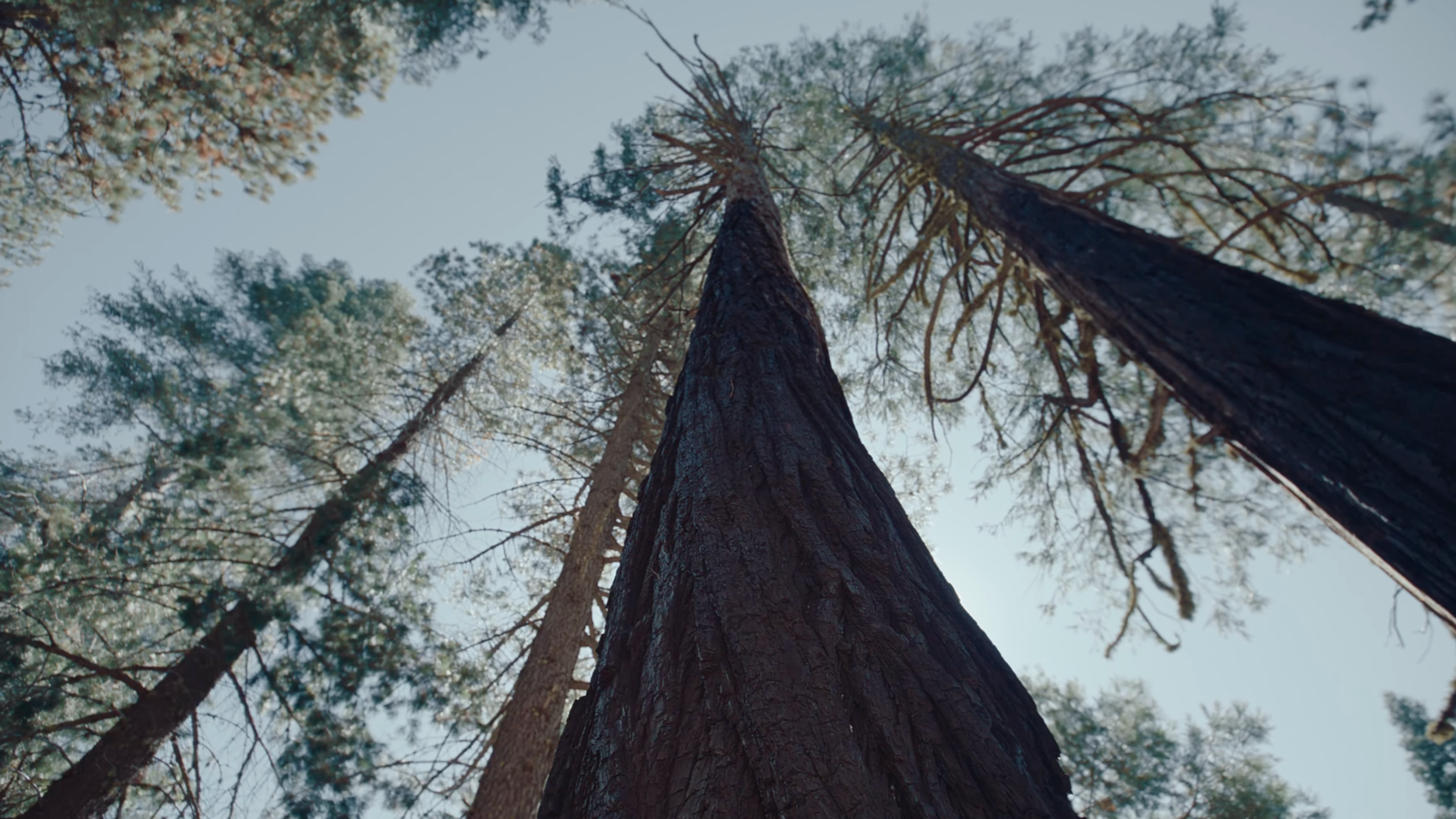 Using AI to study biodiversity