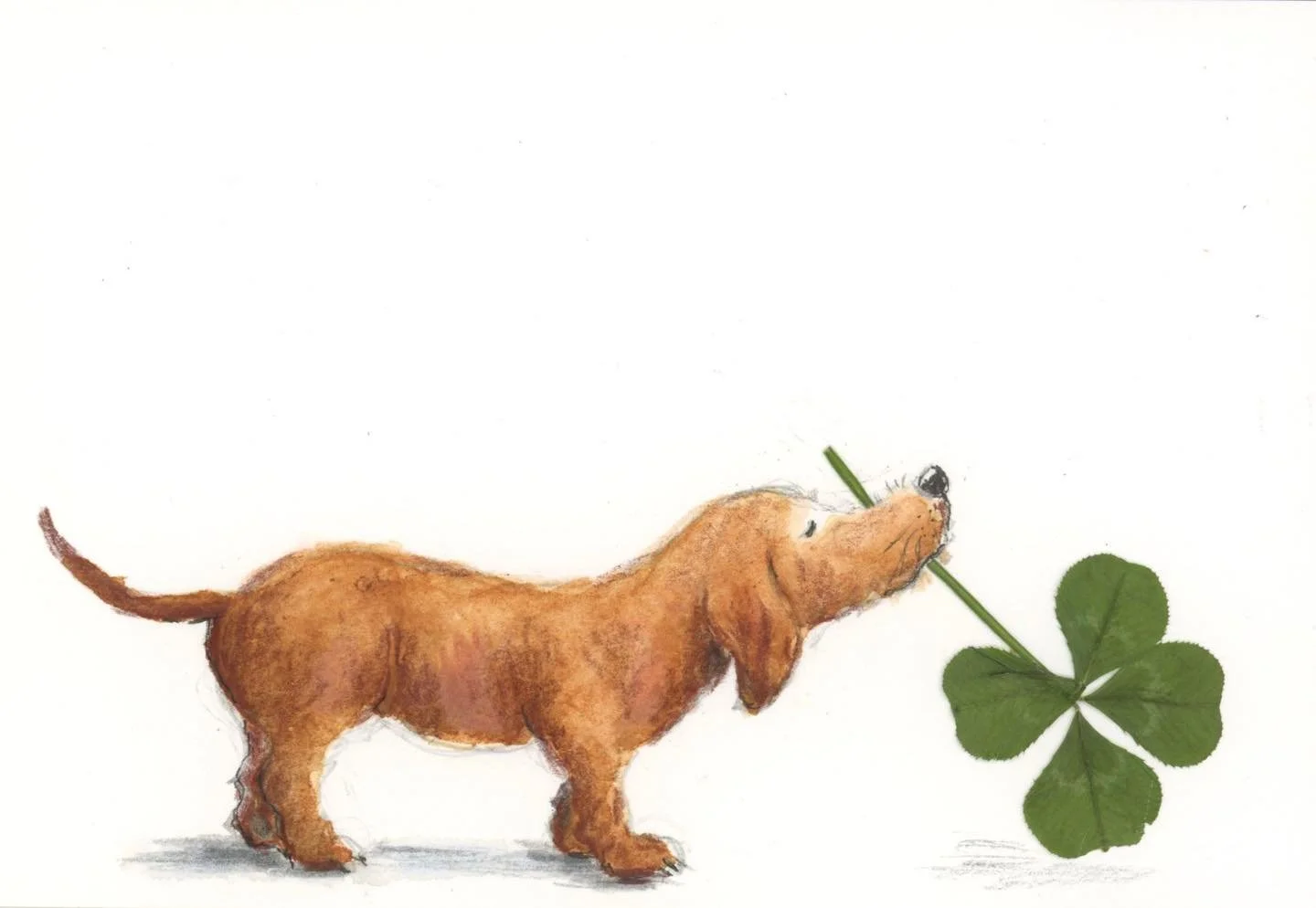 Pressed a four-leaf clover. The dog walked off with it&hellip; 🐾🍀🐾

Today is apparently the luckiest day of the year (the @kirsty_gallagher_ podcast said so) so I&rsquo;m leaving this postcard somewhere for the next person who needs a bit of luck 