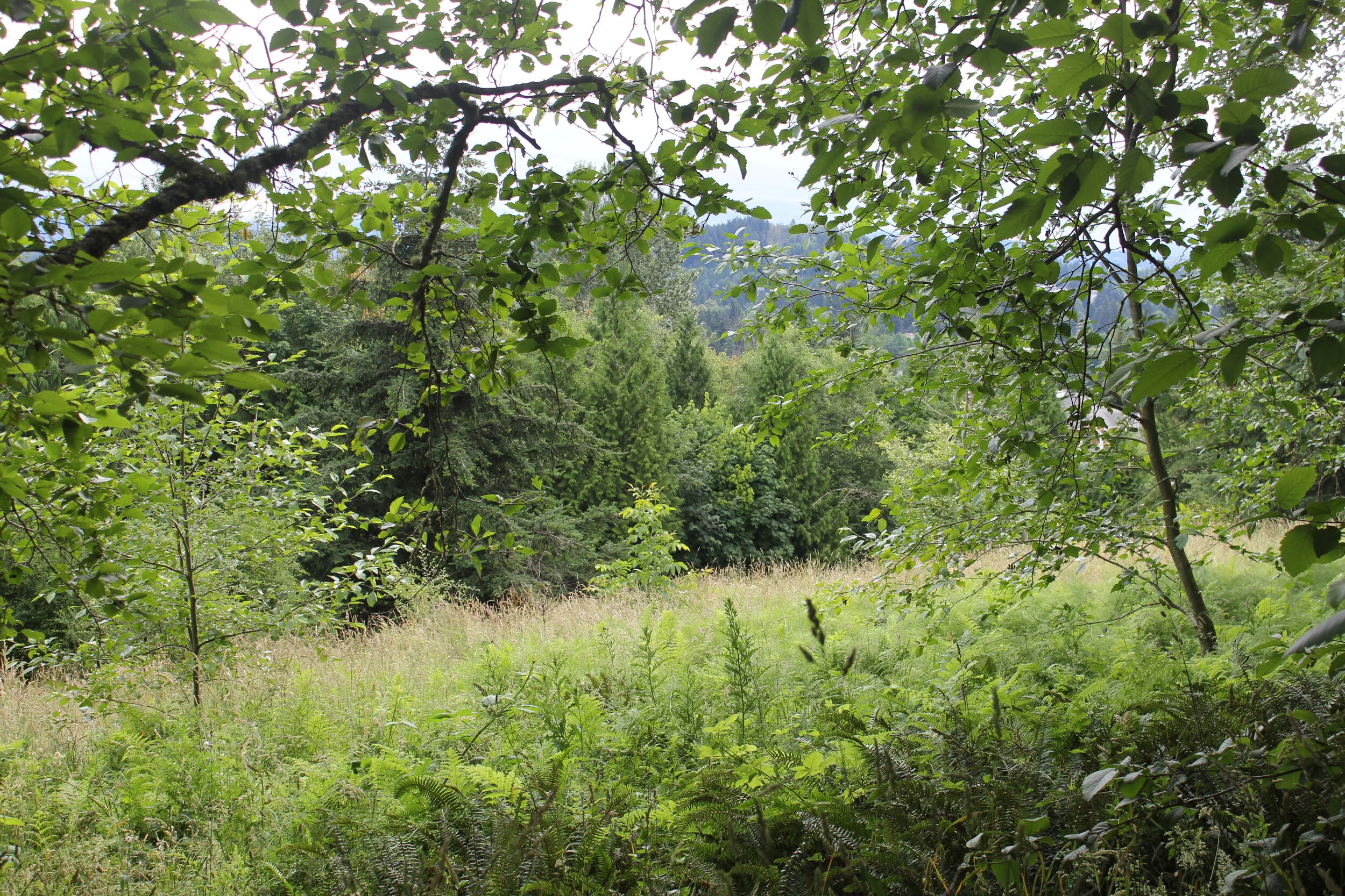 IMG_2265.JPG