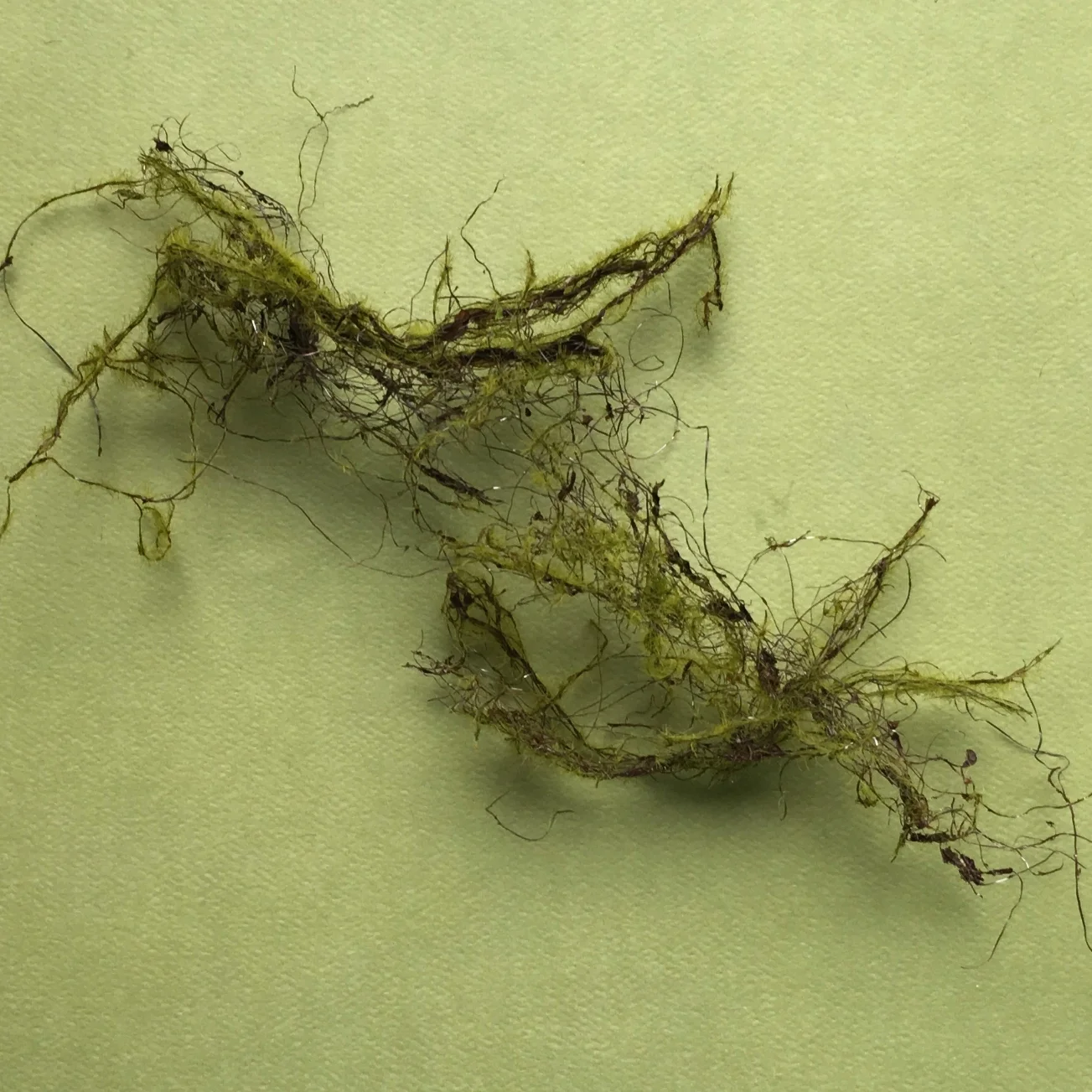 Moss teased out
