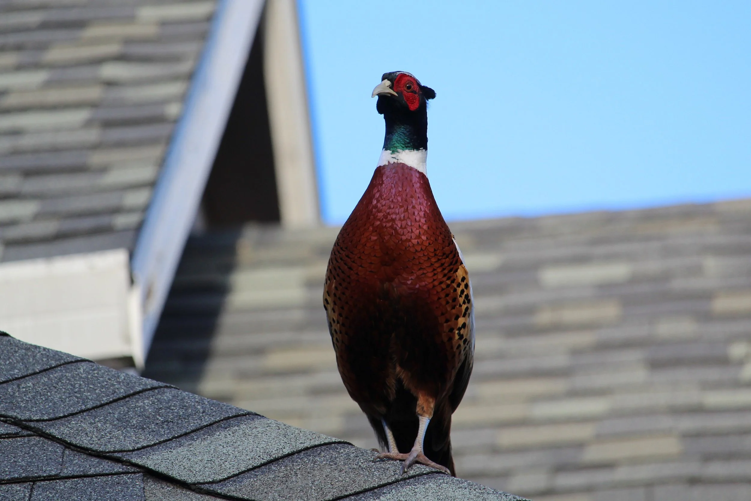 Social Media Star Visits Our Neighborhood