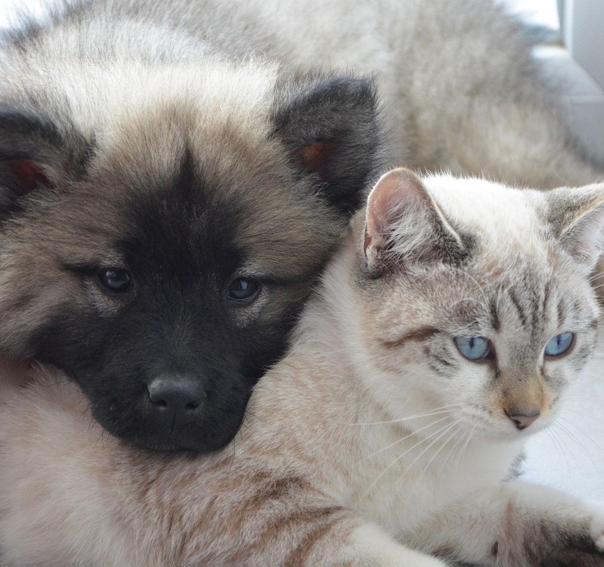 dog-cat cuddling.png