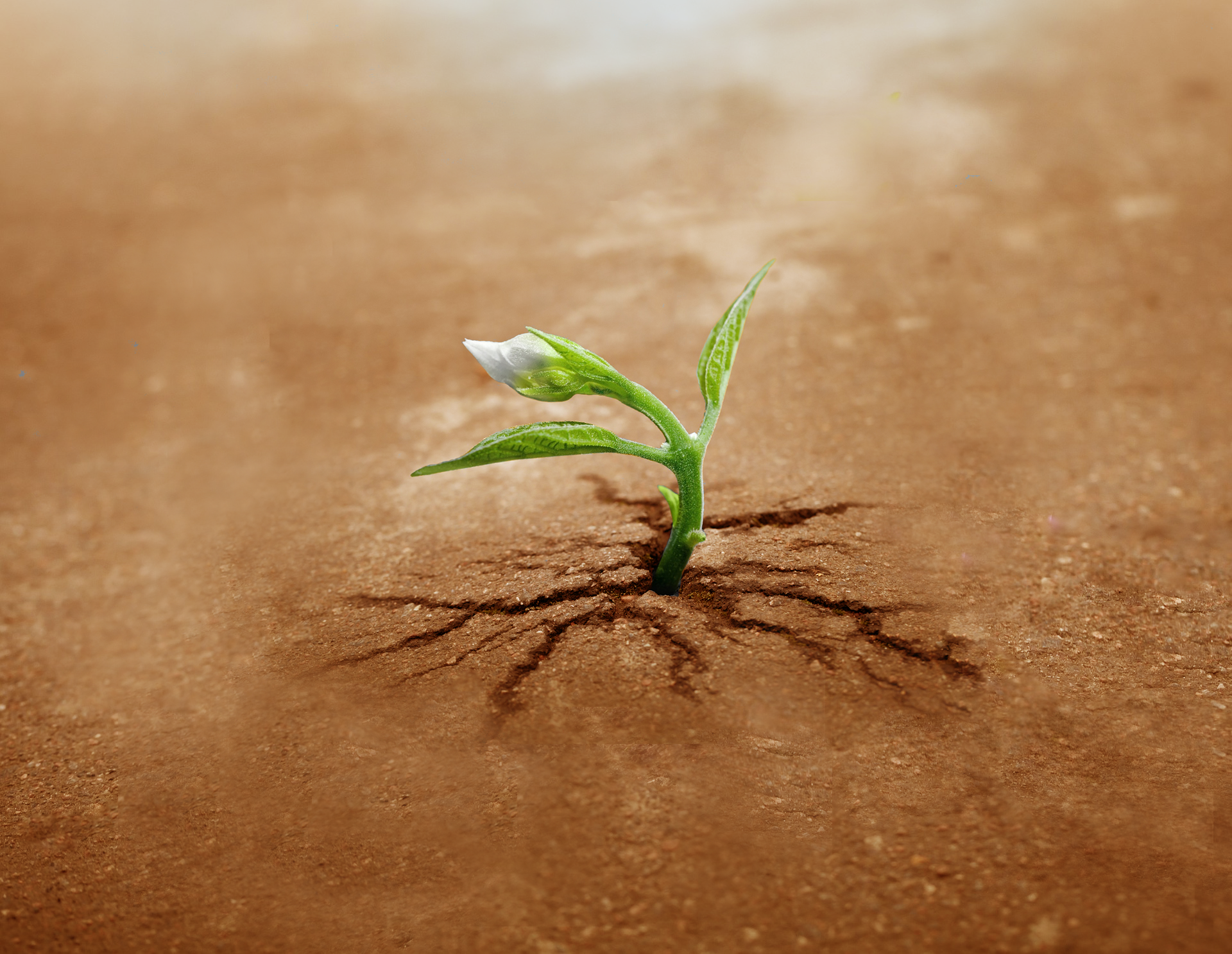 CEO Getting Started Sprout Earthy2.png