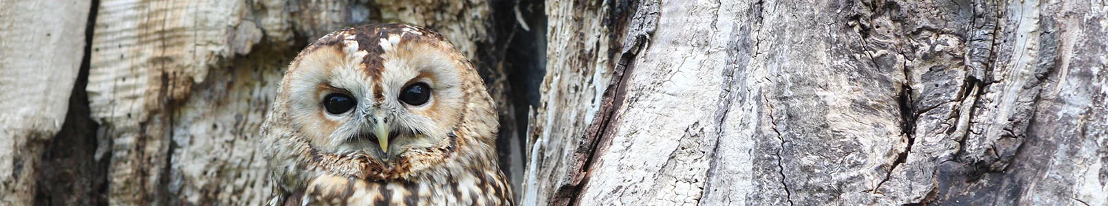 hidden owl banner cropped.jpg